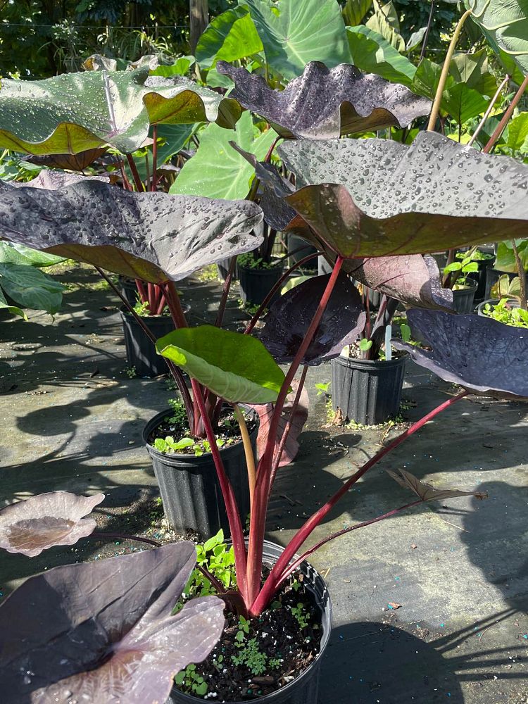 colocasia-esculenta-black-magic-taro-elephant-ear