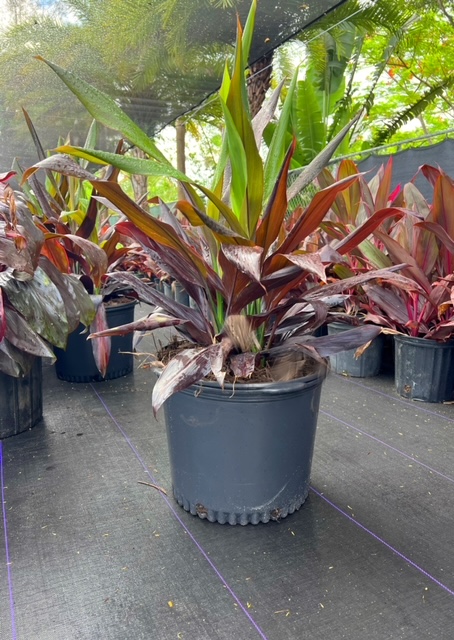 colocasia-esculenta-black-magic-taro-elephant-ear