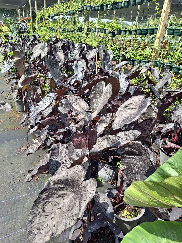 colocasia-esculenta-black-ripple-taro-elephant-ear-colocasia-esculenta-puckered-up