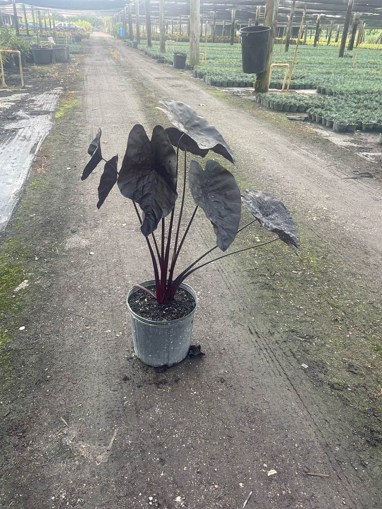 colocasia-esculenta-black-ripple-taro-elephant-ear-colocasia-esculenta-puckered-up