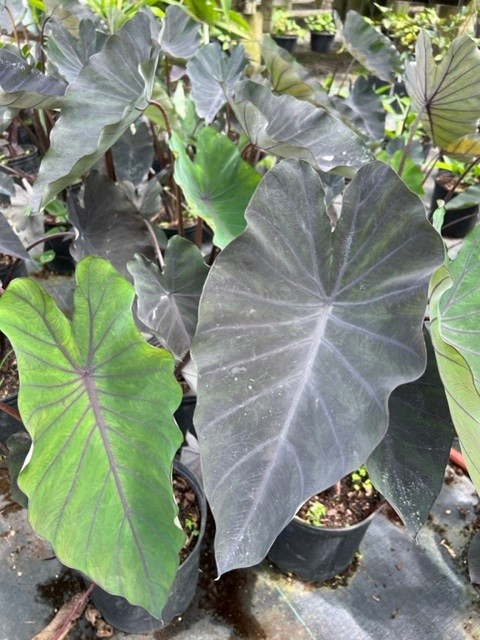 colocasia-esculenta-black-ruffles-taro-elephant-ear