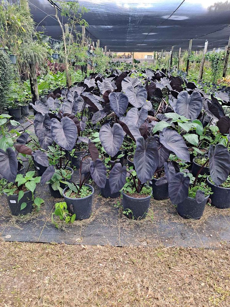 colocasia-esculenta-black-sapphire-gecko-taro-elephant-ear