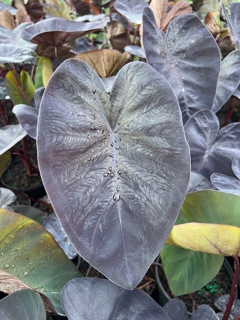 colocasia-esculenta-black-sapphire-gecko-taro-elephant-ear