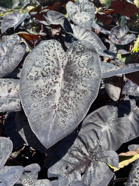 colocasia-esculenta-black-sapphire-gecko-taro-elephant-ear