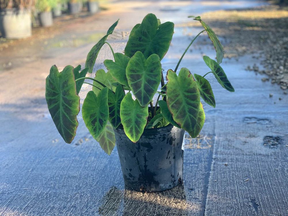 colocasia-esculenta-illustris-taro-elephant-ear-colocasia-antiquorum-illustris