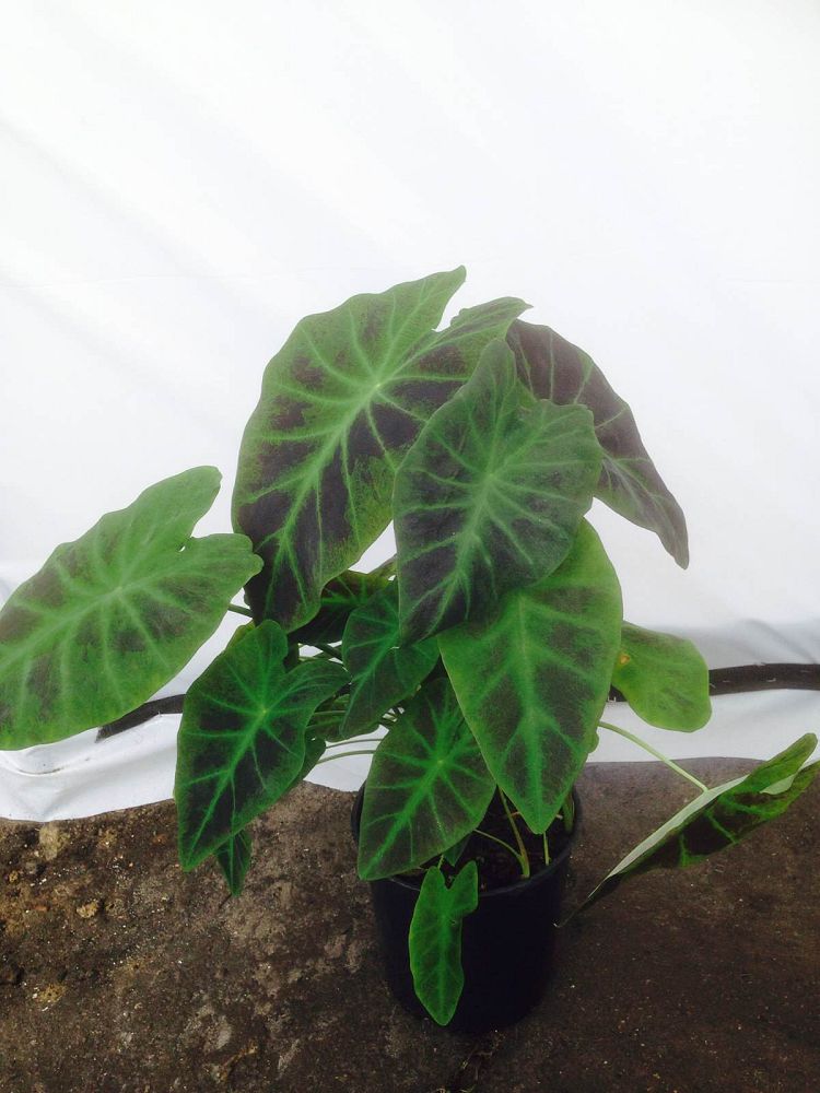 colocasia-esculenta-illustris-taro-elephant-ear-colocasia-antiquorum-illustris