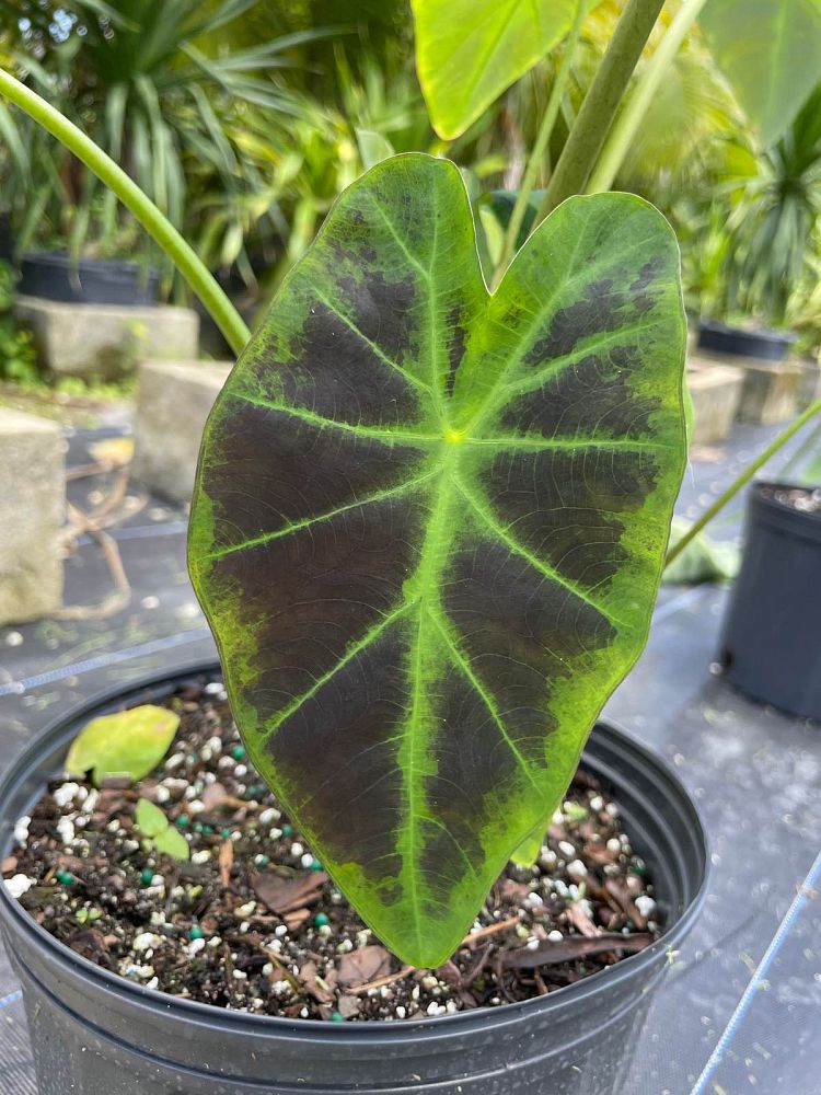 colocasia-esculenta-illustris-taro-elephant-ear-colocasia-antiquorum-illustris