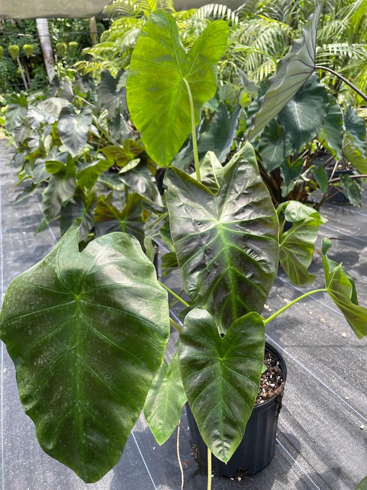 colocasia-esculenta-illustris-taro-elephant-ear-colocasia-antiquorum-illustris