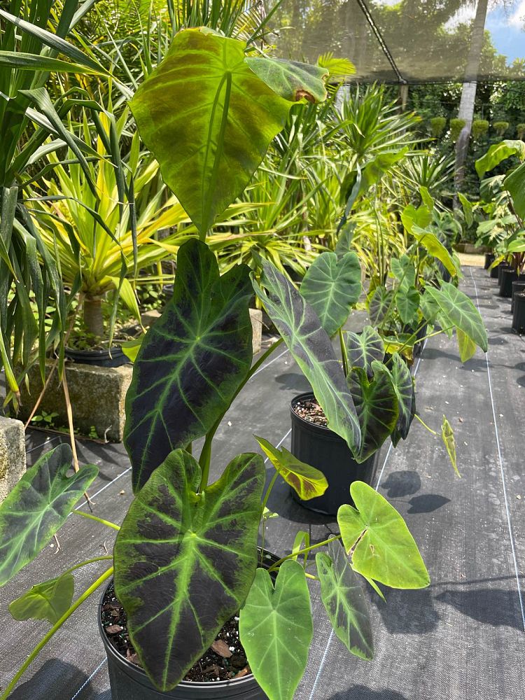 colocasia-esculenta-illustris-taro-elephant-ear-colocasia-antiquorum-illustris