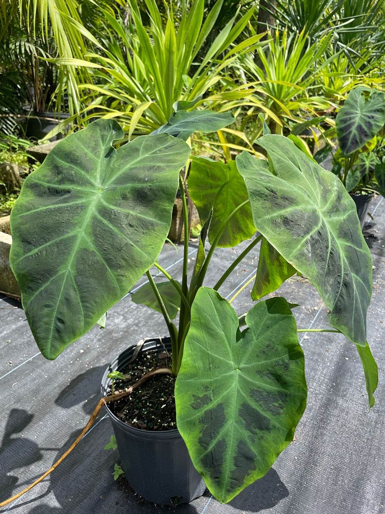 colocasia-esculenta-illustris-taro-elephant-ear-colocasia-antiquorum-illustris
