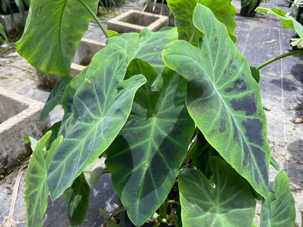 colocasia-esculenta-illustris-taro-elephant-ear-colocasia-antiquorum-illustris