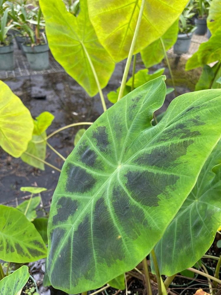 colocasia-esculenta-illustris-taro-elephant-ear-colocasia-antiquorum-illustris
