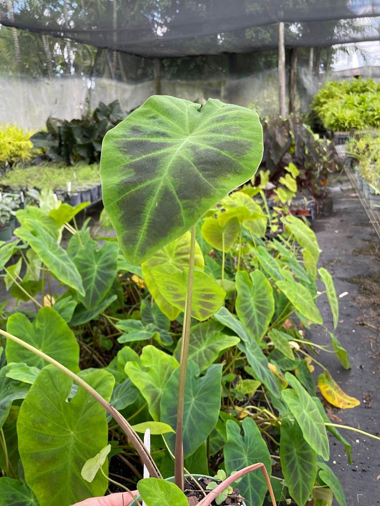 colocasia-esculenta-illustris-taro-elephant-ear-colocasia-antiquorum-illustris