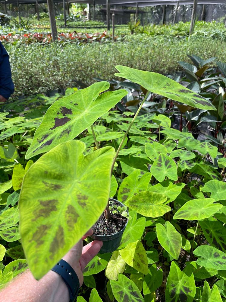 colocasia-esculenta-illustris-taro-elephant-ear-colocasia-antiquorum-illustris