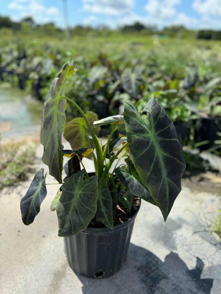 colocasia-esculenta-illustris-taro-elephant-ear-colocasia-antiquorum-illustris