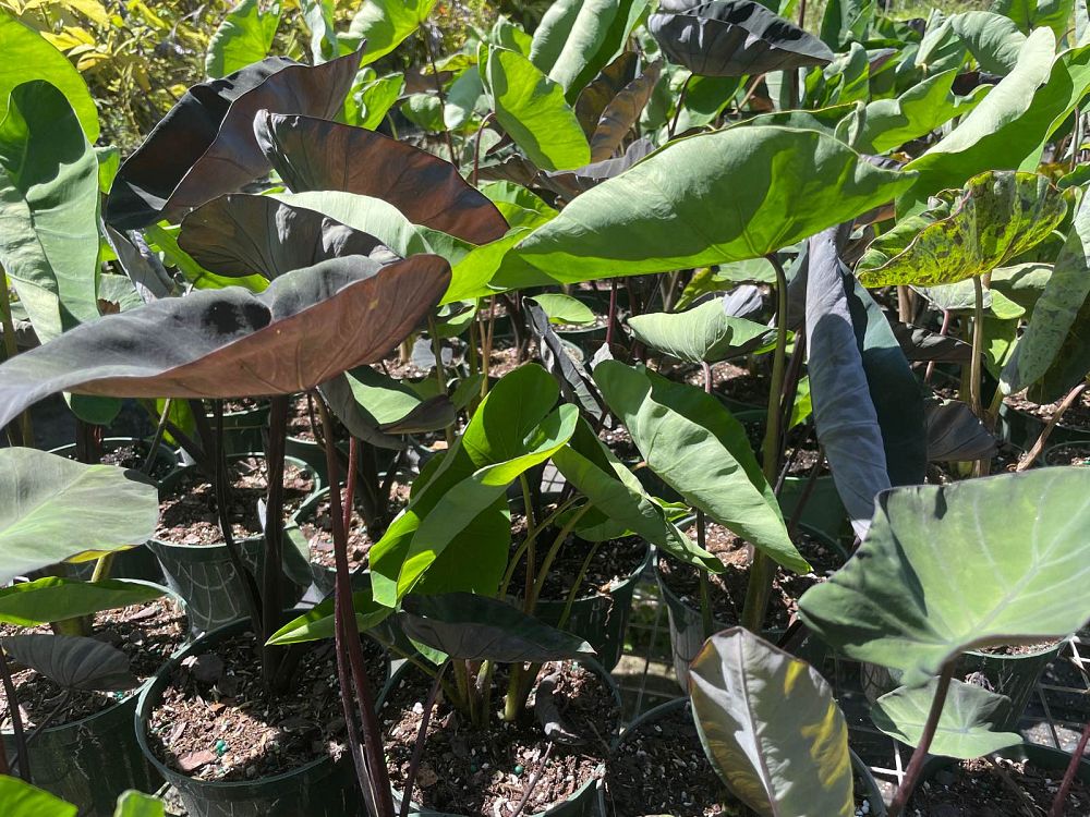 colocasia-esculenta-midnight-taro-elephant-ear