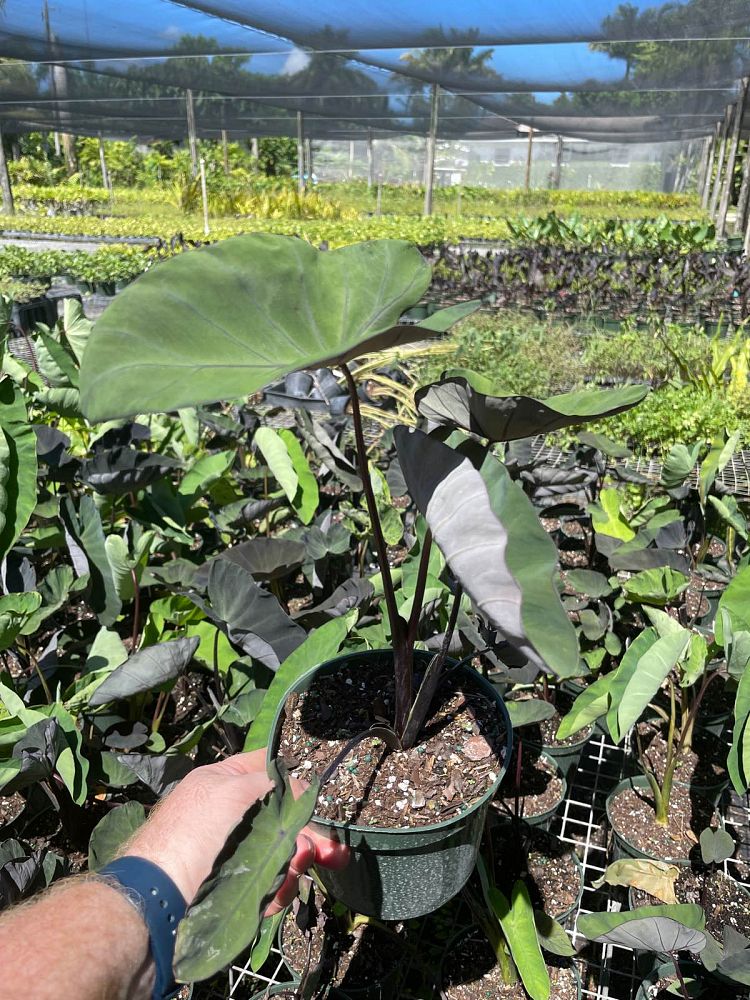 colocasia-esculenta-midnight-taro-elephant-ear