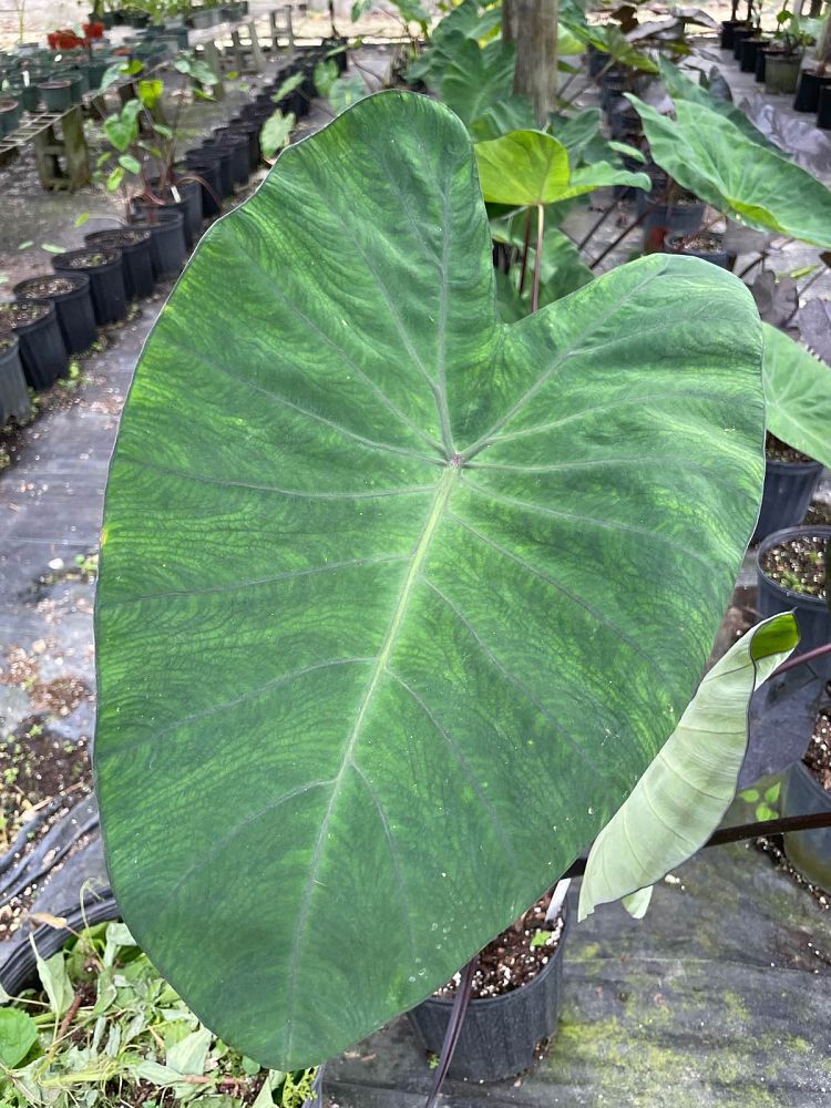 colocasia-esculenta-midnight-taro-elephant-ear