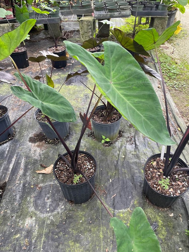 colocasia-esculenta-midnight-taro-elephant-ear