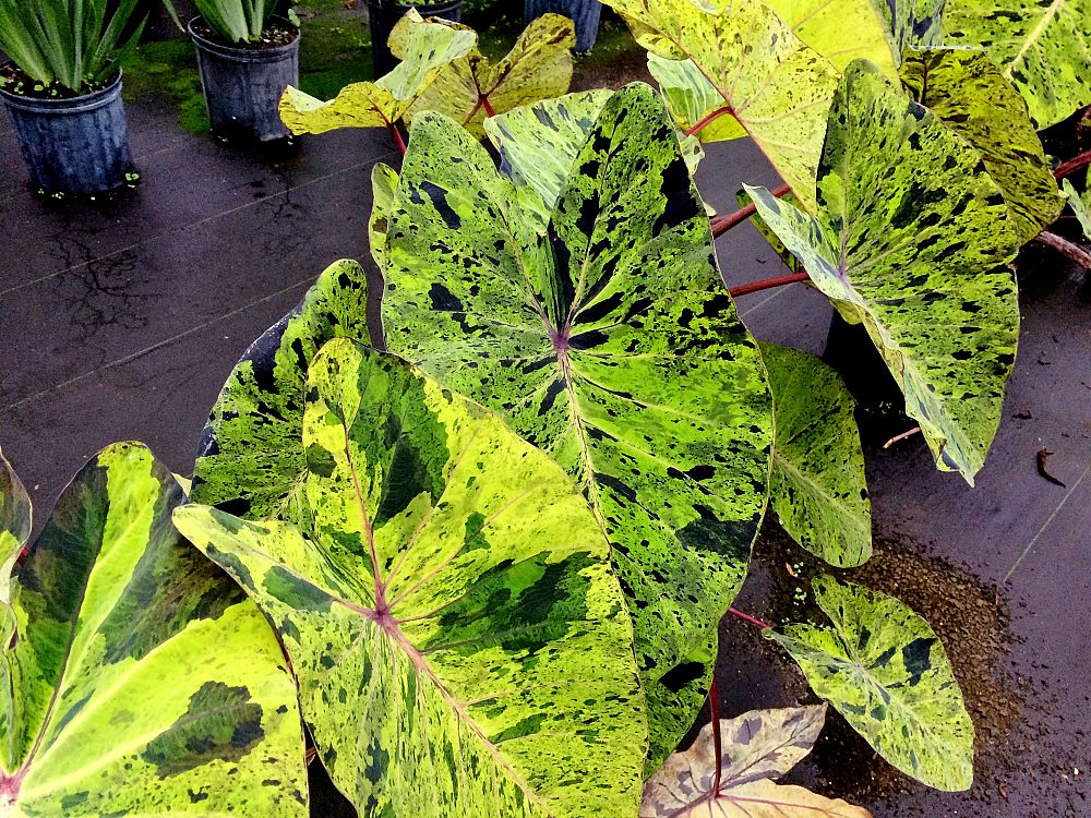 colocasia-esculenta-mojito-taro-elephant-ear
