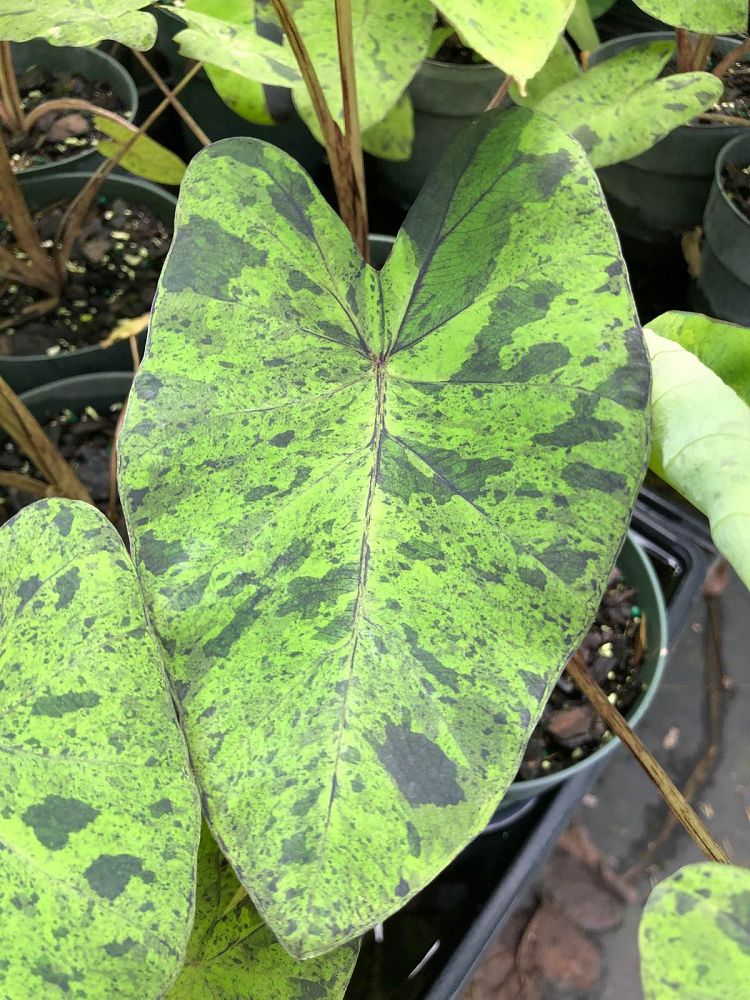 colocasia-esculenta-mojito-taro-elephant-ear