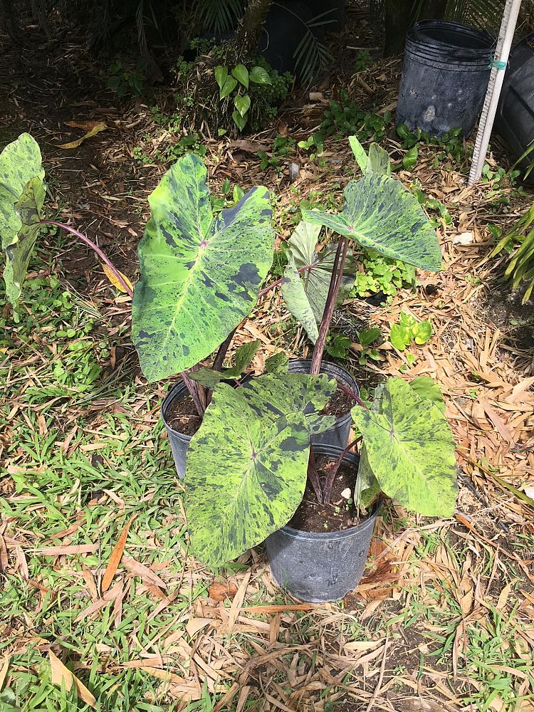 colocasia-esculenta-mojito-taro-elephant-ear