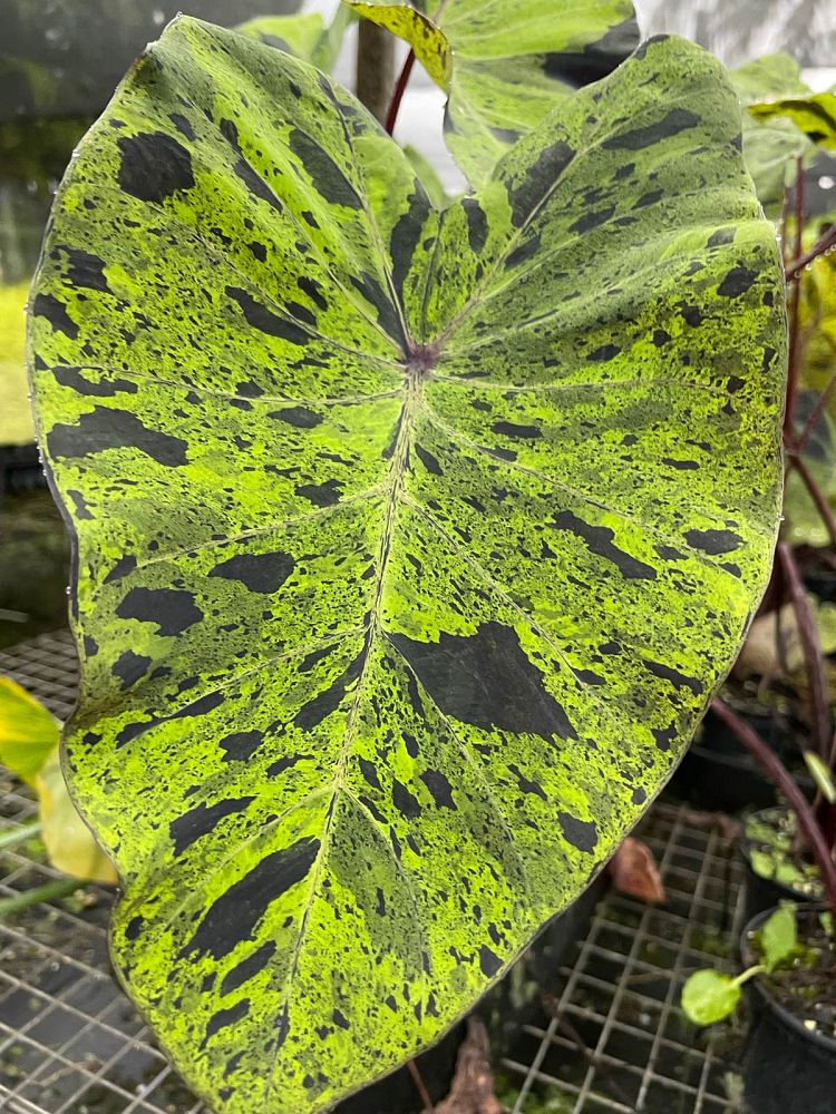 colocasia-esculenta-mojito-taro-elephant-ear