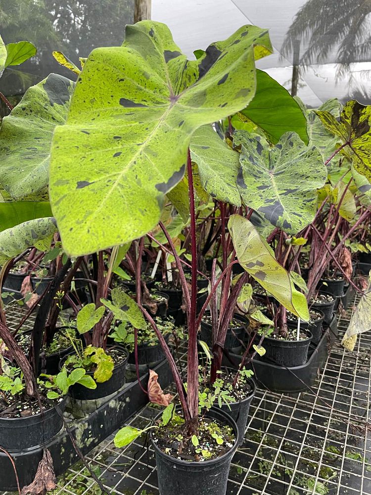 colocasia-esculenta-mojito-taro-elephant-ear