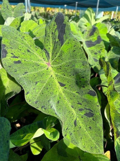 colocasia-esculenta-mojito-taro-elephant-ear
