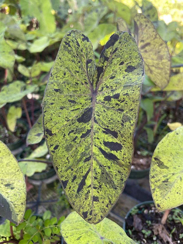 colocasia-esculenta-mojito-taro-elephant-ear