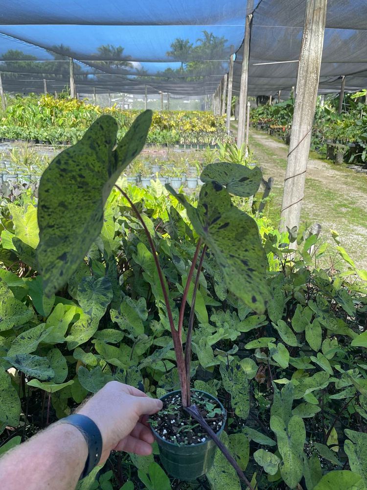 colocasia-esculenta-mojito-taro-elephant-ear