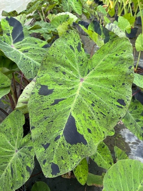 colocasia-esculenta-mojito-taro-elephant-ear