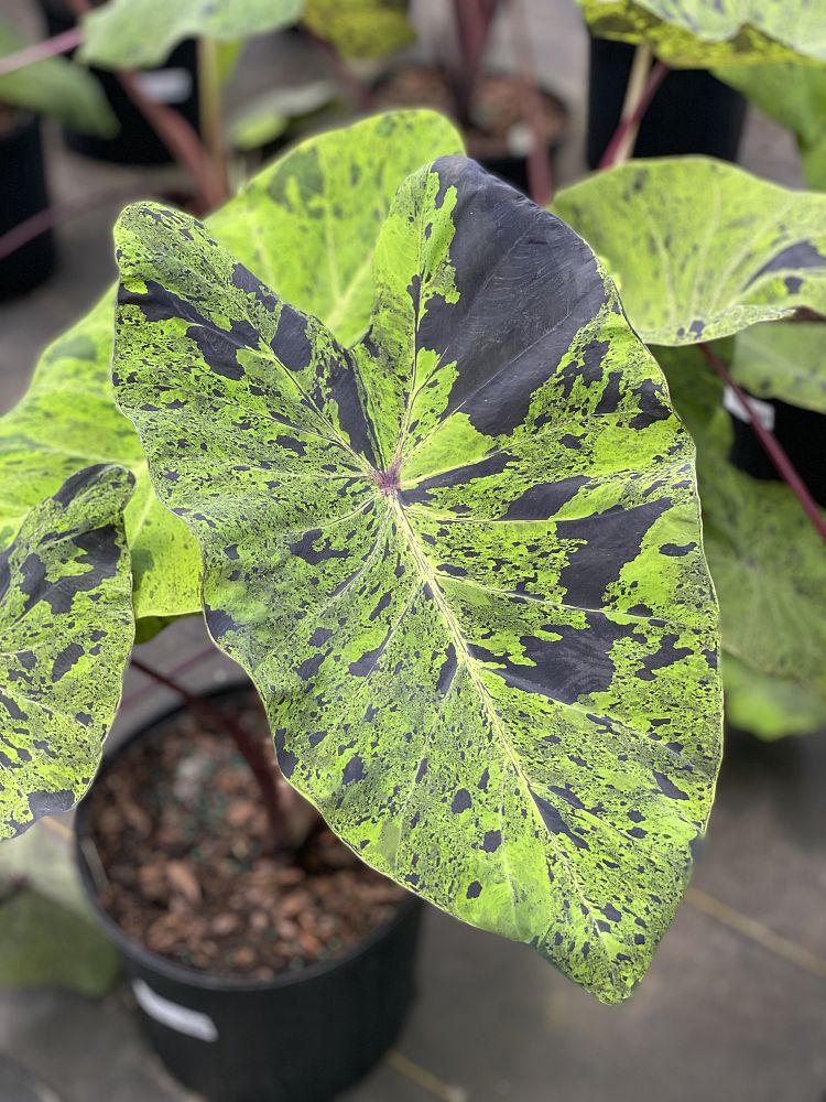colocasia-esculenta-mojito-taro-elephant-ear