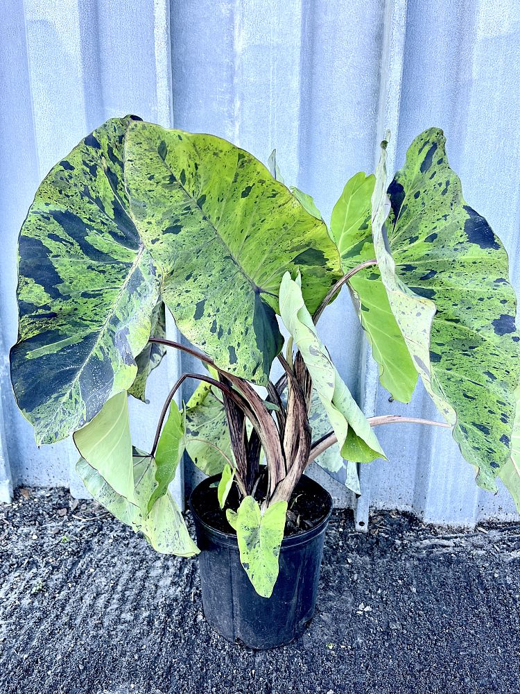 colocasia-esculenta-mojito-taro-elephant-ear