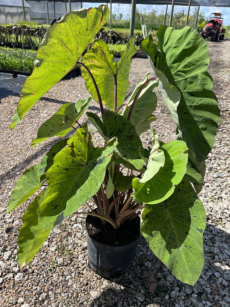 colocasia-esculenta-mojito-taro-elephant-ear