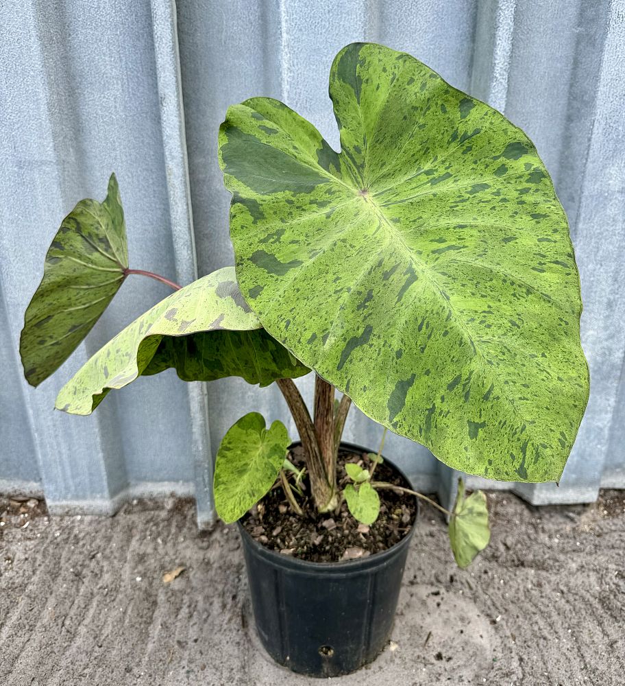 colocasia-esculenta-mojito-taro-elephant-ear