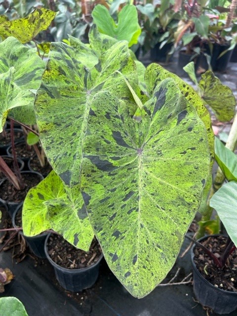 colocasia-esculenta-mojito-taro-elephant-ear