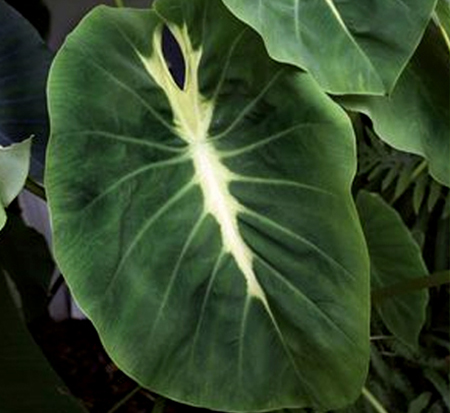 colocasia-esculenta-nancy-s-revenge-taro-elephant-ear-nancyana