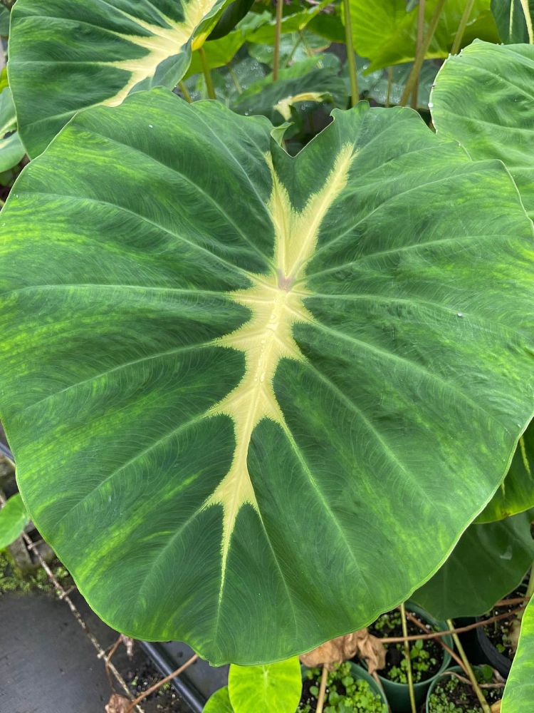 colocasia-esculenta-nancy-s-revenge-taro-elephant-ear-nancyana
