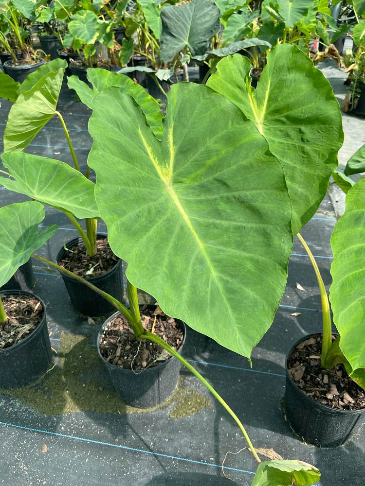 colocasia-esculenta-nancy-s-revenge-taro-elephant-ear-nancyana