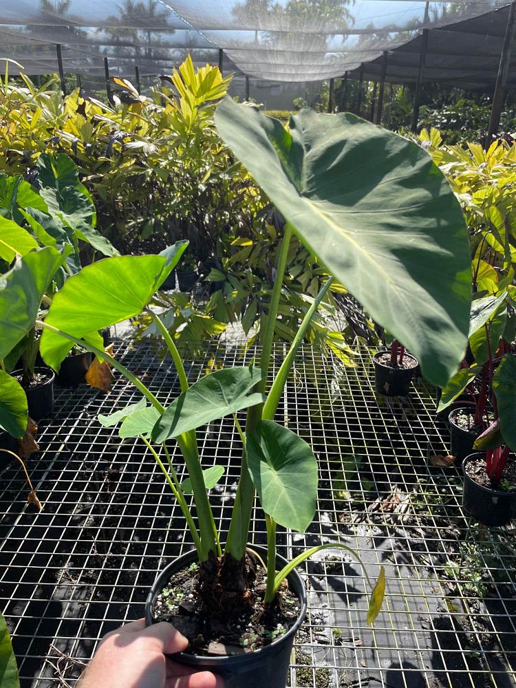 colocasia-esculenta-nancy-s-revenge-taro-elephant-ear-nancyana