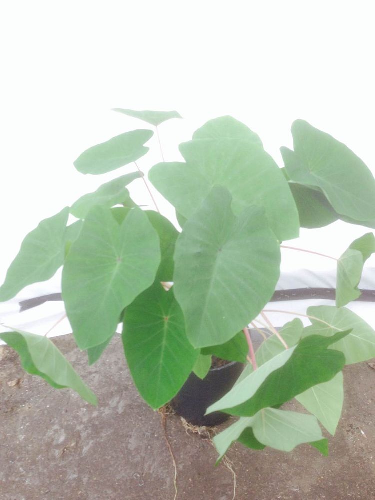 colocasia-esculenta-pink-china-taro-elephant-ear