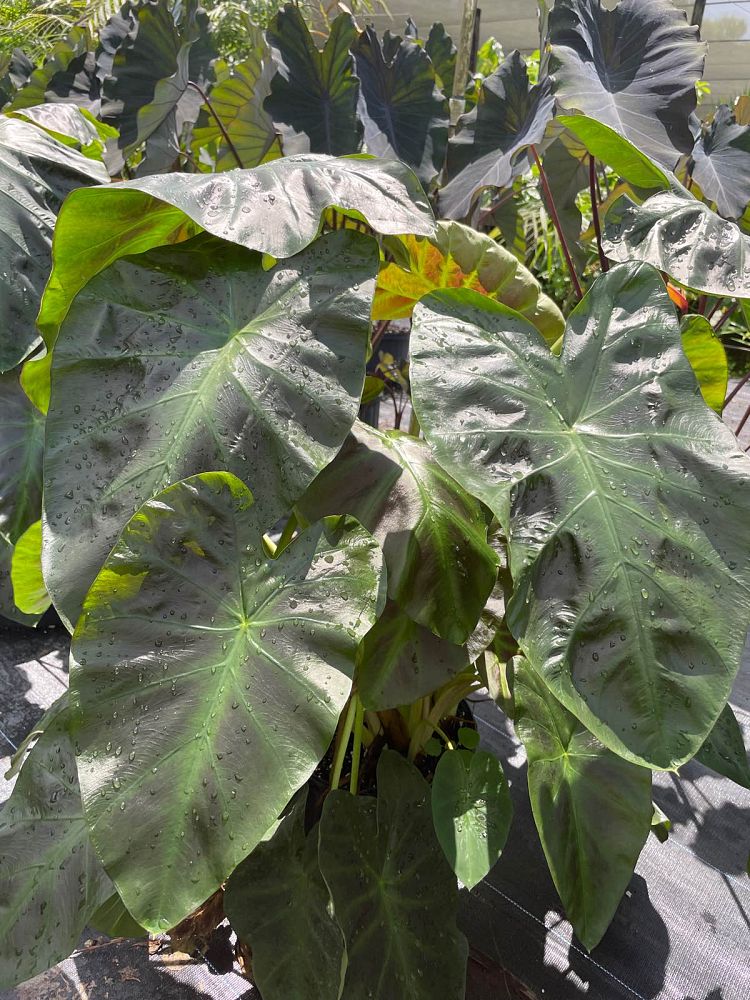 colocasia-esculenta-royal-hawaiian-aloha-taro-elephant-ear