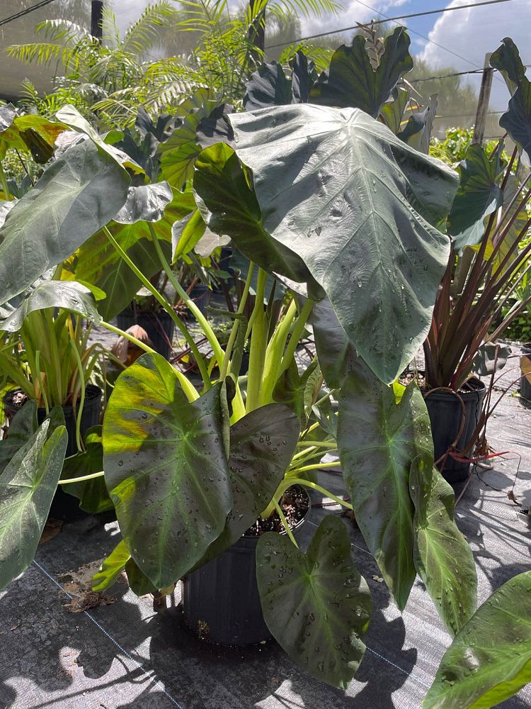 colocasia-esculenta-royal-hawaiian-aloha-taro-elephant-ear