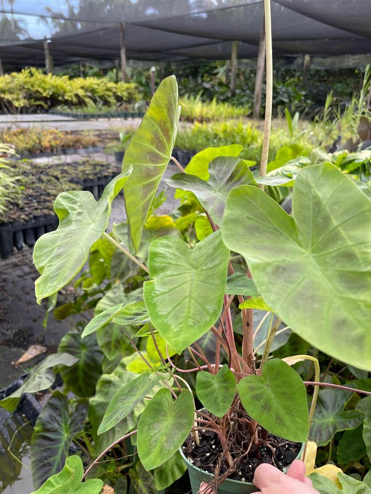 colocasia-esculenta-royal-hawaiian-aloha-taro-elephant-ear