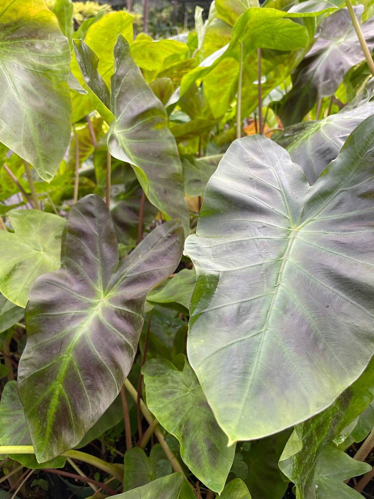 colocasia-esculenta-royal-hawaiian-aloha-taro-elephant-ear