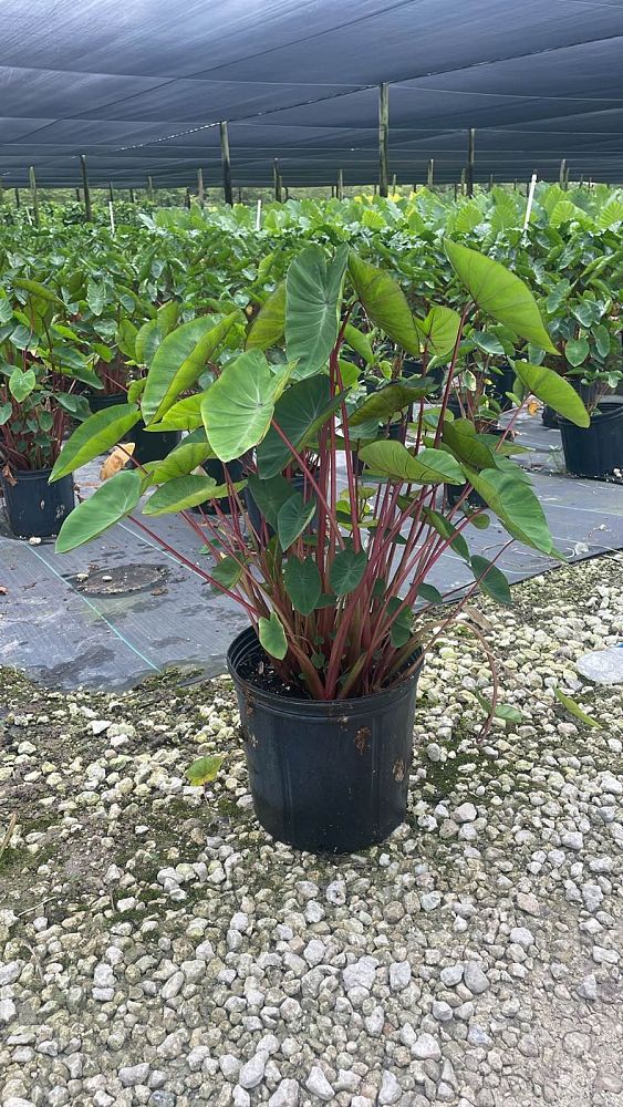 colocasia-esculenta-royal-hawaiian-aloha-taro-elephant-ear