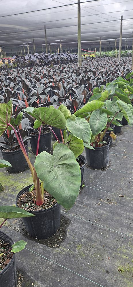 colocasia-esculenta-royal-hawaiian-aloha-taro-elephant-ear