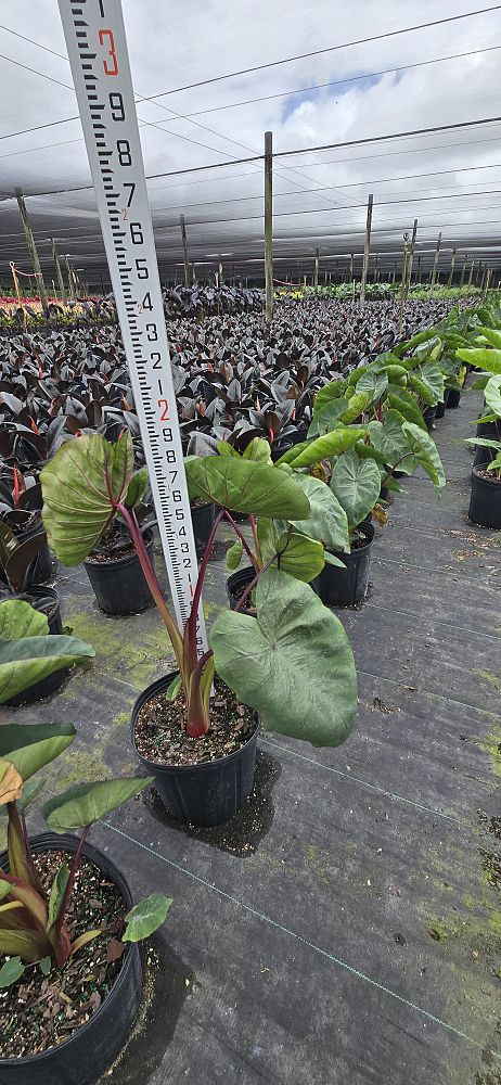 colocasia-esculenta-royal-hawaiian-aloha-taro-elephant-ear