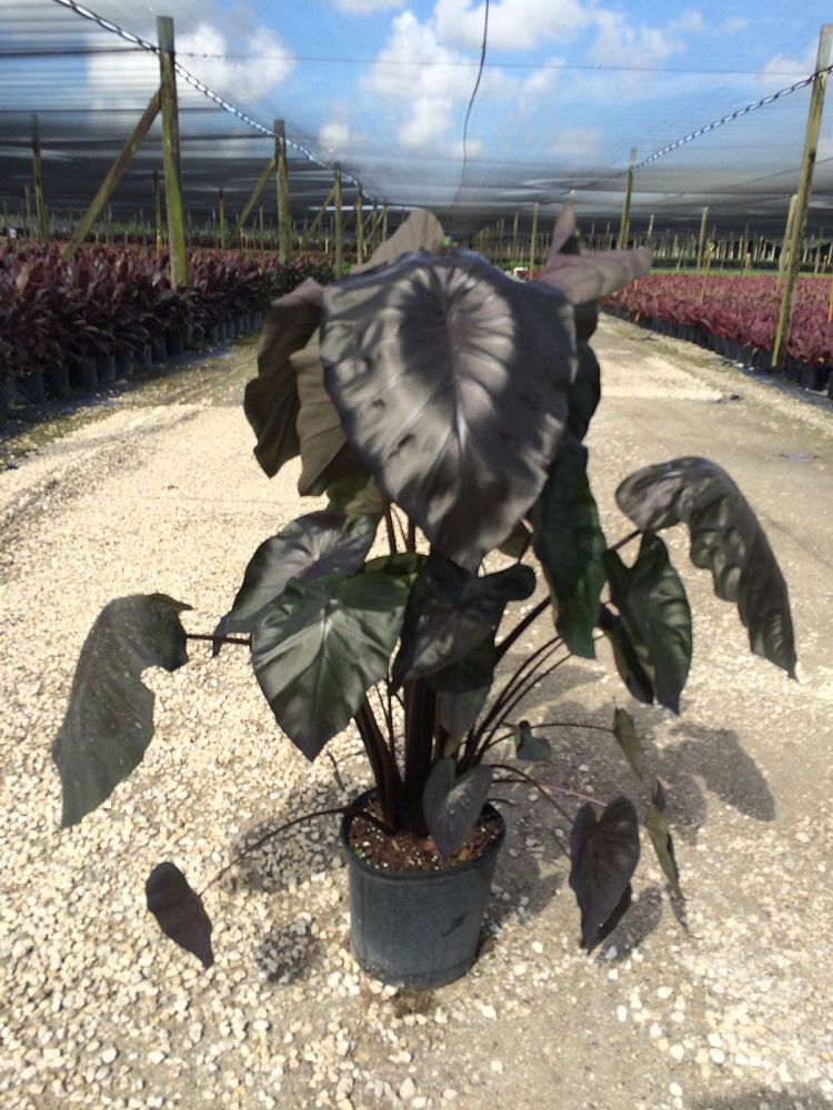 colocasia-esculenta-royal-hawaiian-black-coral-taro-elephant-ear